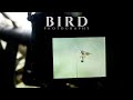 Did I GET it? PHOTOGRAPHING small birds in FLIGHT || BIRD PHOTOGRAPHY tips and tricks