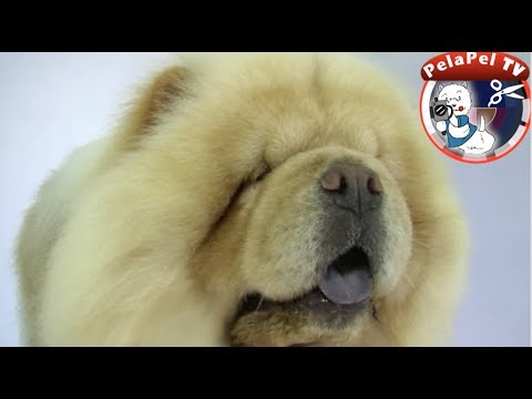 Peluqueria Canina Del Chow Chow Realizado Por Raquel Vigo Youtube