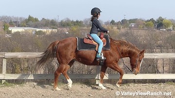 Cat Of High School - little girl jog, lope-offs, poles, mount, dismount! - ValleyViewRanch.net
