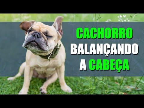 Vídeo: Por que meu cachorro está balançando a cabeça?