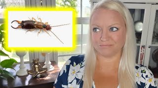 The Spiritual (Symbolic) Meaning of an Earwig | Animal Symbols & Omens