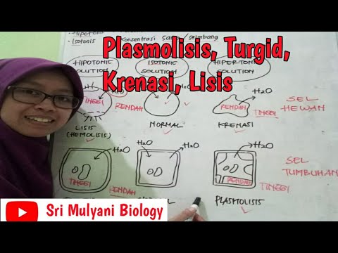 Video: Apa yang dimaksud dengan Plasmolisis pada sel tumbuhan?