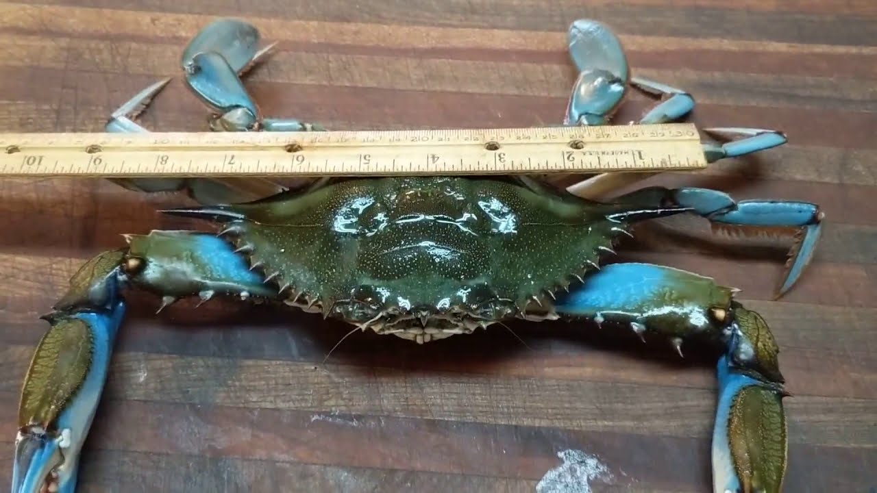 Ловля синих крабов в реке Сент-Джонс