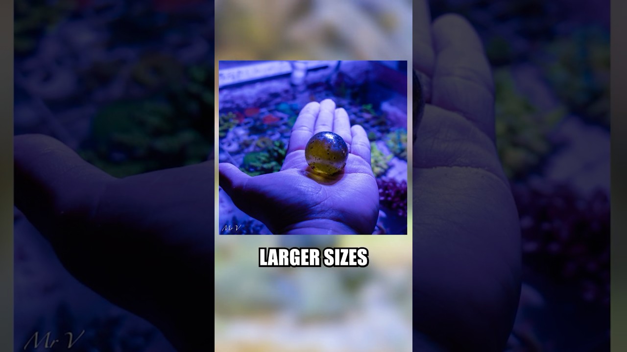 САМЫЙ КРУПНЫЙ ОДНОКЛЕТОЧНЫЙ ОРГАНИЗМ? #океан #морскаябиология #краб #морскаяжизнь #природа #биоло...