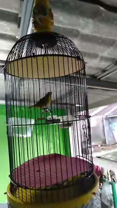 pleci CASPER nembak speed