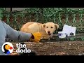 Dog Found Tied To Bench With A Note Asking Someone To Adopt Him | The Dodo