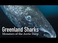 Greenland Shark Quiz