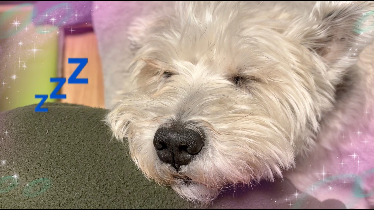 ミニチュアシュナウザー　モク物語🐶 第２３９話　いっぱいたべていっぱいねむる