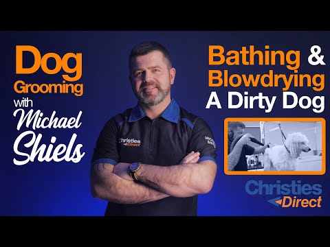Video: Tajomstvo experta na čistenie bahnitých psov