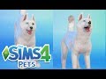 STORM IS HERE! | Sims 100 Cats & Dogs Challenge #3