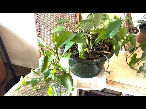 30 year old pothos plant propagation boxes and keiki paste