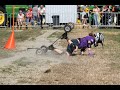Horseboarding Holland: Nederlands Kampioenschap 2022- Best Crash