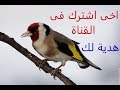 اسمتمع عشرون دقيقه بتبتة ستشعل الأقفاص من رقص الذكر نار 2018 chardonneret goldfinch jilguero