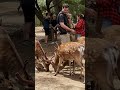 せんべいに群がる鹿さん #奈良公園 #旅行