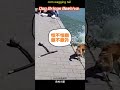 A hilarious rural moment! A Chinese rural dog surprises its owner by proudly carrying a beehive