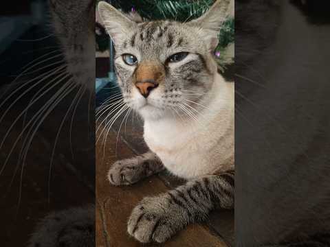 Los gatos en Navidad 🎄🐱: #cat #cats #christmas #comedy #viral #fyp #funny