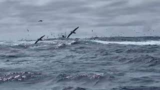 PIRATES o t HIGH SEA s CBSC October TUNA COMP NENYA 2025 10 23 fishing