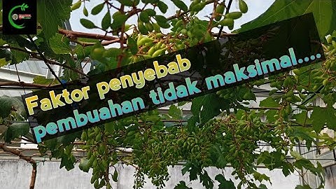 #faktor penyebab pembuahan tidak maksimal....