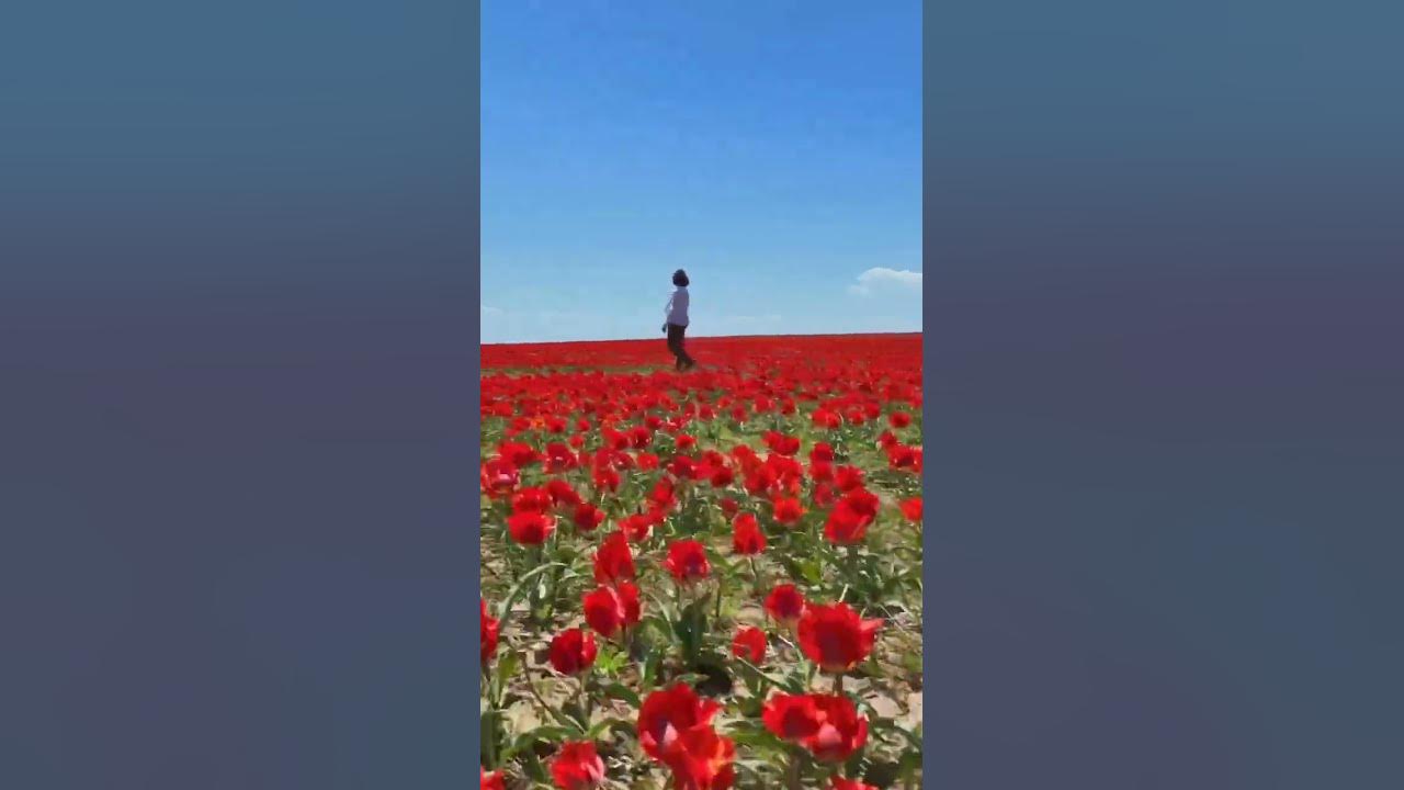 Тюльпаны, тюльпаны, тюльпаны.....степи Казахстана ( родина тюльпанов ...