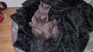 I caught my kitten lays in bed in a weird position!! by Quantum Audio (Quantum Meow) 10,780 views 2 years ago 57 seconds