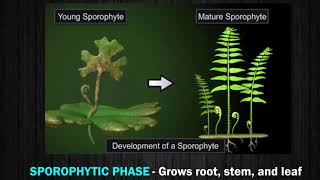 Characteristics and Reproduction in Pteridophyte