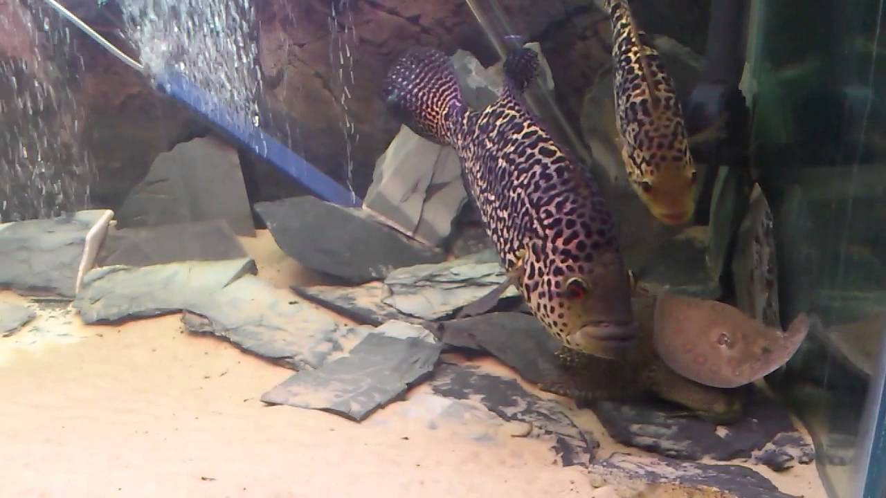 Silver arowana, royal knife fish, jaguar cichlids, jack dempseys