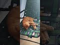 #cat #lazycat #cutecat #catlover #cuteanimal #cute #lazypets #cutepet #funny #lazy