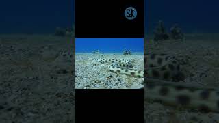 🌊 Exploring the Aquatic World of Snake Eels in Rivers! 🐍| SGK English