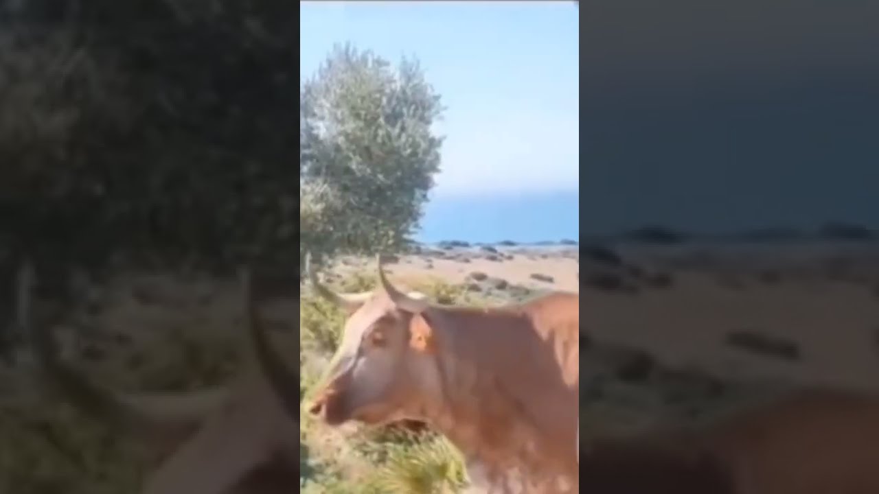 When A Cow Give You Direction Funny Shorts Foryou