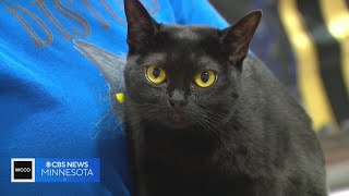 Fancy felines compete at St. Paul cat show