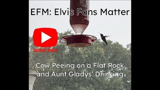 Cow Peeing on a Flat Rock & Aunt Gladys’ Drinking