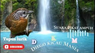 Suara pikat Tepus lurik jumbo 2021 ampuh 💯%