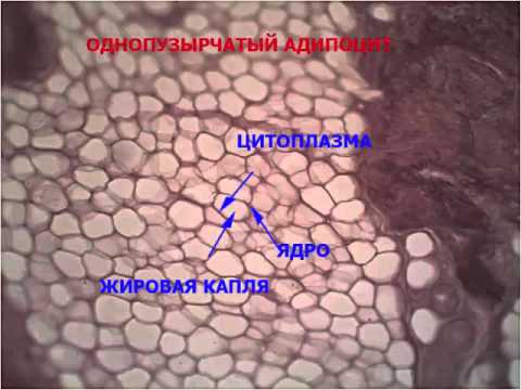 Гистологический препарат "Белая жировая ткань"