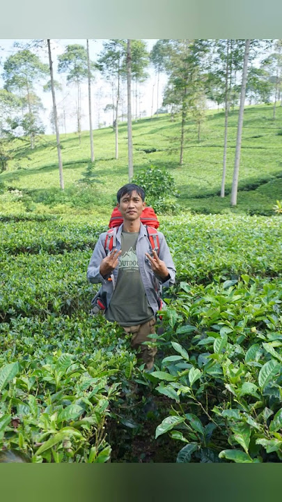 Hunting stok foto & video ke Kebun Teh, yukk ππΈ