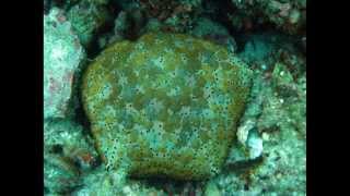 Scuba Diving at Pulau Payar, Malaysia by Luke Walks 114 views 8 years ago 2 minutes, 43 seconds