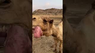 Camel Noise Orgen #shortsvideo