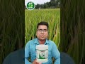 “ଧାନ ପତ୍ର ଶୁଖୁଛି? 😱 ଭୁଲ୍ ଔଷଧ ବନ୍ଦ କରନ୍ତୁ | ତୁରନ୍ତ ସମାଧାନ 🔥”