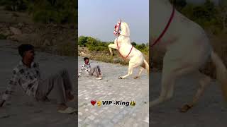 Horse 🐴 ka jordra dance 🕺 #horse #dance #song #viralvideo #shorts #trendingshorts