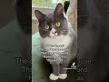wait for it...