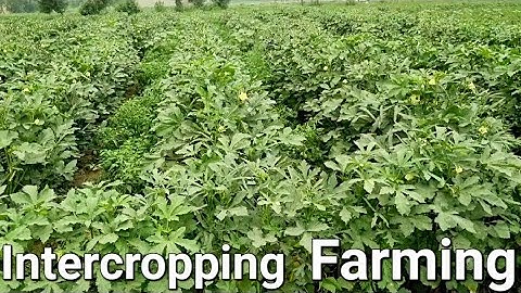 Intercropping Farming | Intercropping vegetables | mixed cropping, six crops at one place
