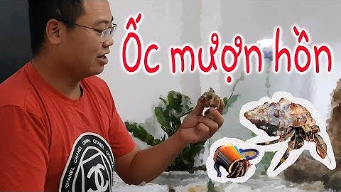 Ốc mượn hồn | Hướng dẫn nuôi ốc mượn hồn | Snails borrow soul |House Animal TV
