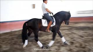 Lucentino Verkauftsoldwww.andalusier.com