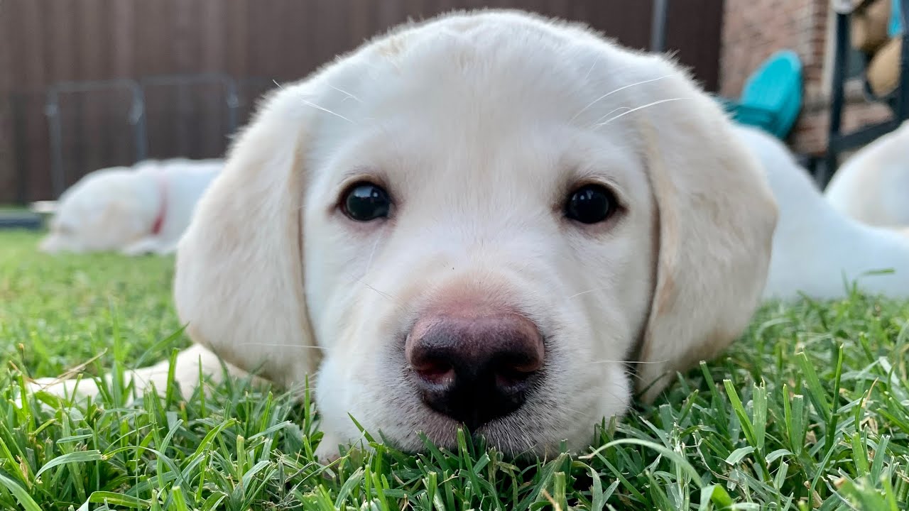 MEET MY PARENTS! Lab Puppies LIVE STREAM Puppy Cam July 15 Pt 3 - YouTube