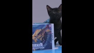 Famous Congrats to Temur! #MTGTarkir: Kittenstorm Wealth