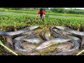 Unbelievable Hand Fishing! Smart Boy Is Catching Big Catfish By Hand From Village River Banks