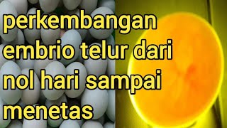Peroses terbentuknya embrio telur bebek dari 0-28  hari sampai menetas || terlihat jelas