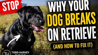 Why Your Dog Breaks on Retrieve (And How to Fix It) 