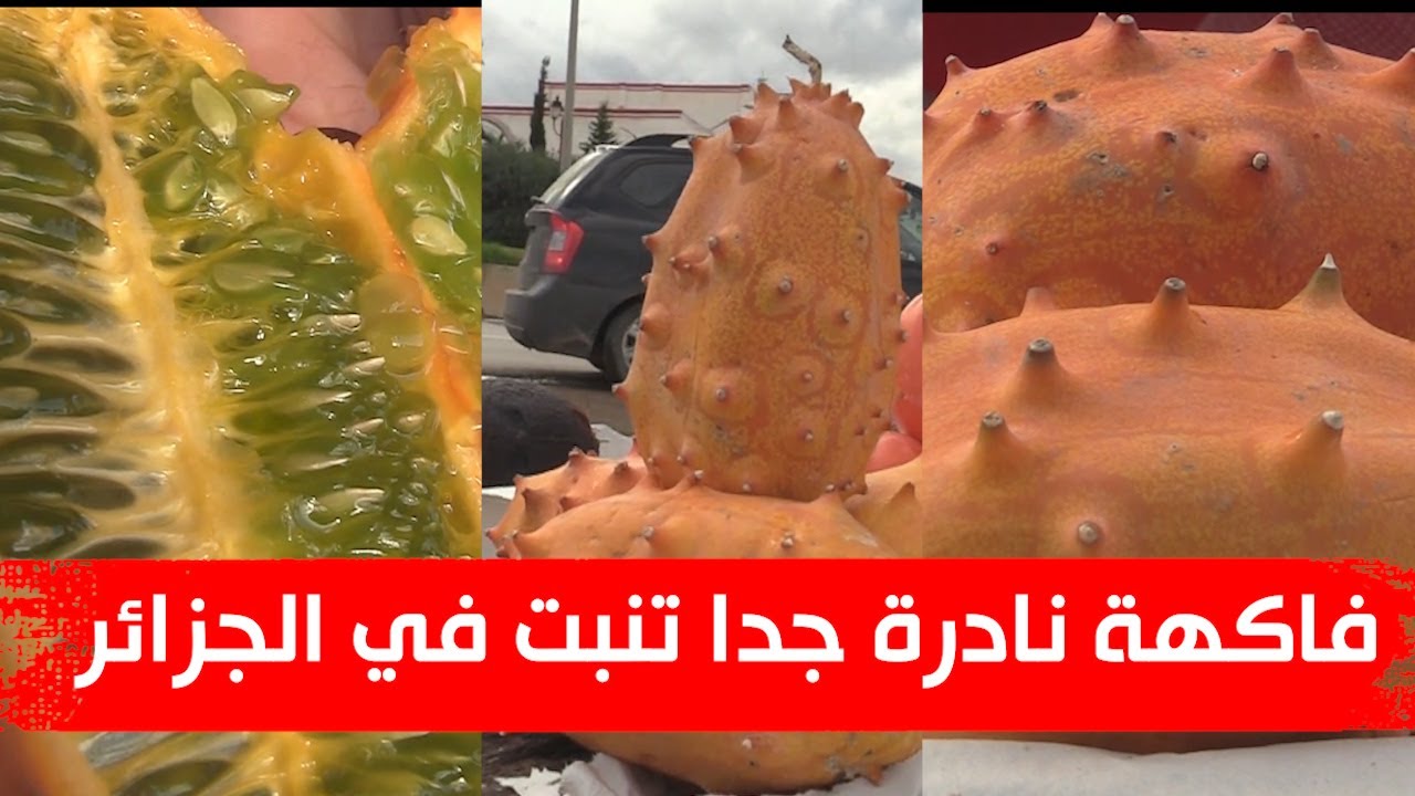 فاكهة غريبة ونادرة في كل العالم نجحت زراعتها في الجزائر .. تعرف عليها وعلى فوائدها الكبيرة .. شاهد