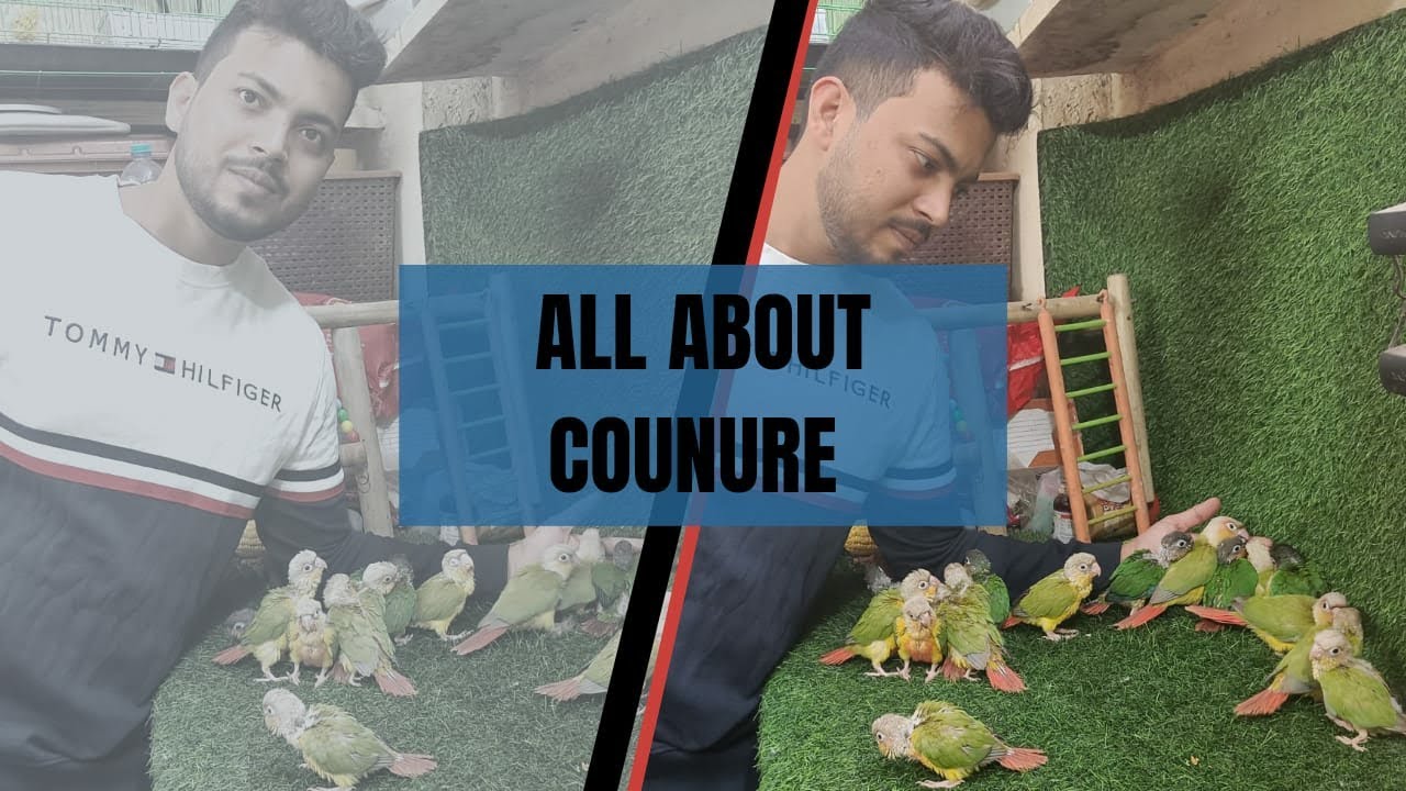 hand-feeding-small-conure-available-in-wajid-pets-youtube