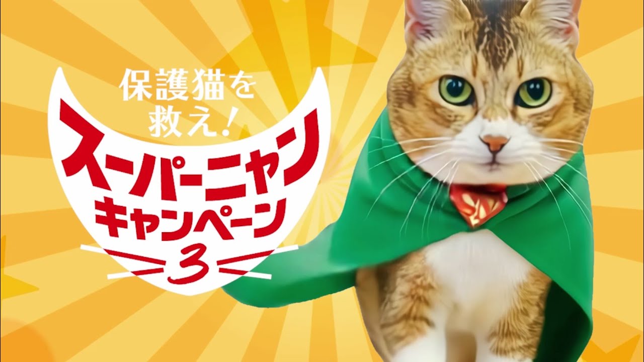 お買い上げ金額の一部を保護猫団体へ寄付するキャンペーンなど12月は7